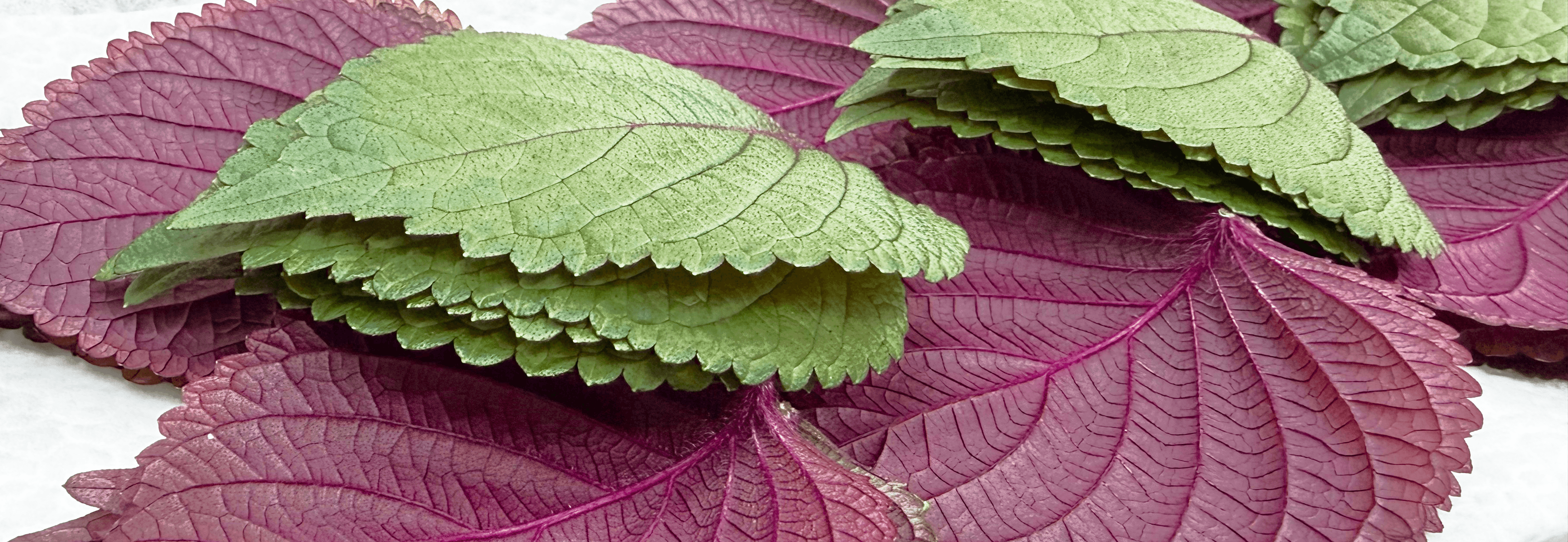 霧耕農精品葉菜